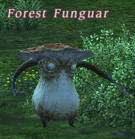 forest_funguar